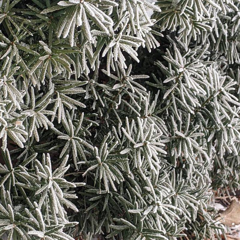 Shielding Against Ice Damage