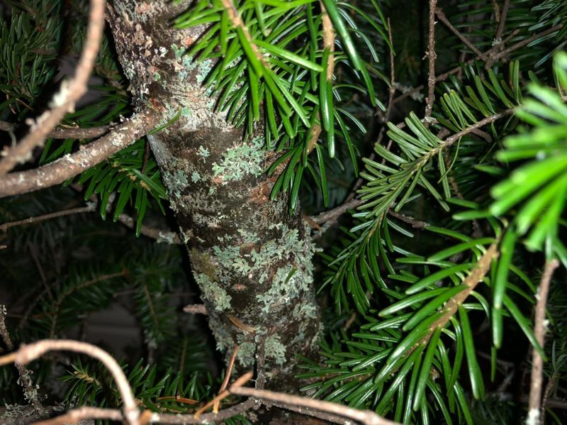 Simple Solutions Eliminate Indoor Aphids Quickly