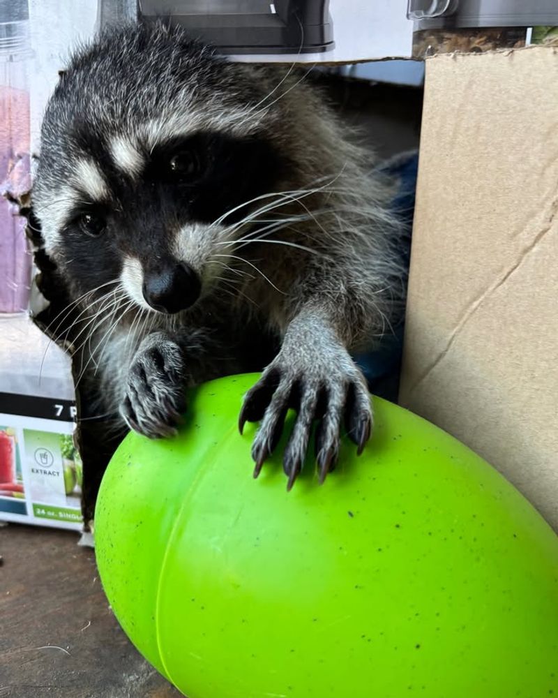 Raccoons Are Surprisingly Smart