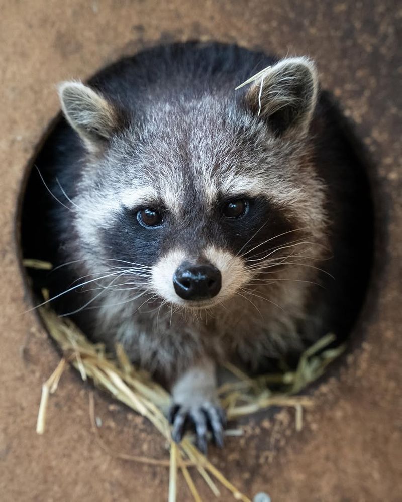 Baby Raccoons Need Special Consideration