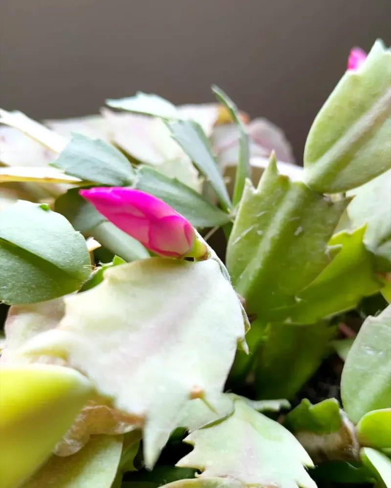 Easy Application For Busy Homeowners