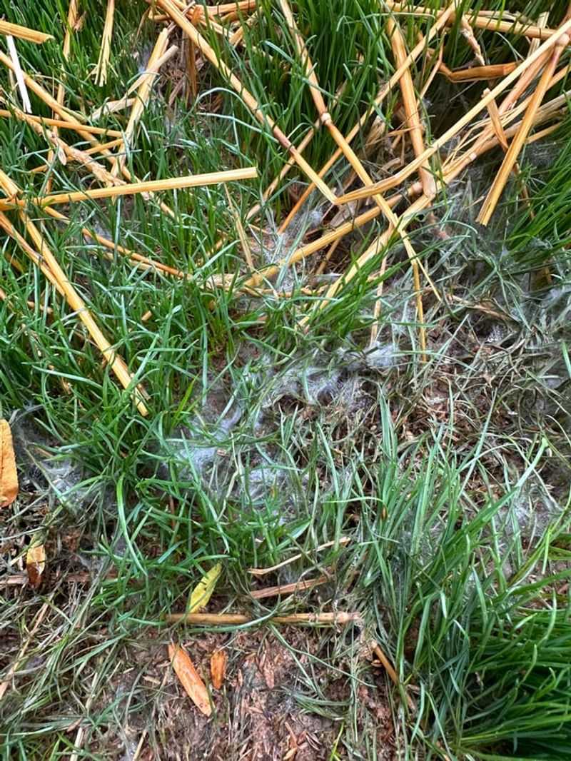 Stops Mold and Fungus Growth in Damp Conditions