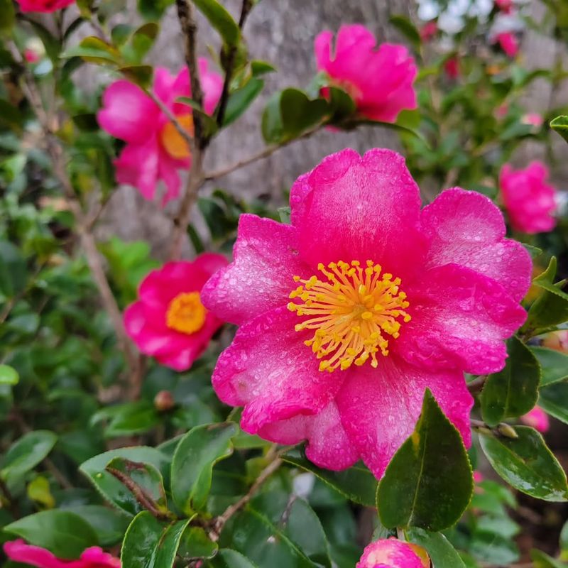 Extends Your Growing Season By Weeks