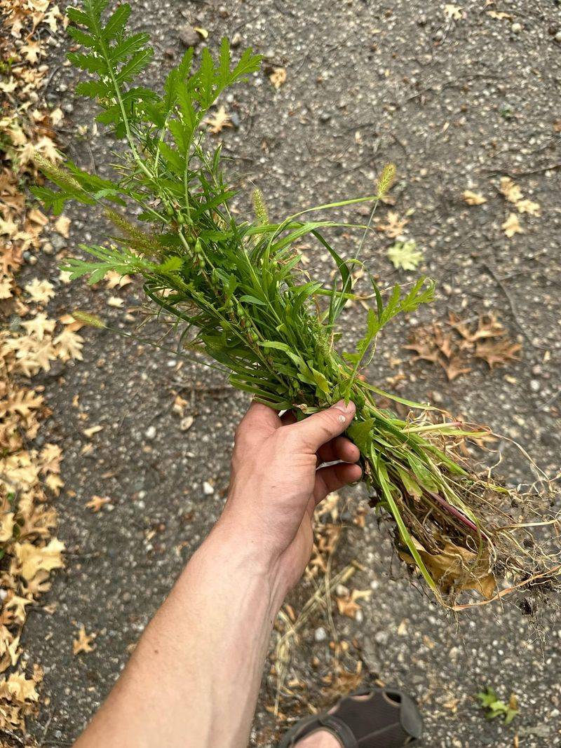 Stops Weeds Before They Start Growing