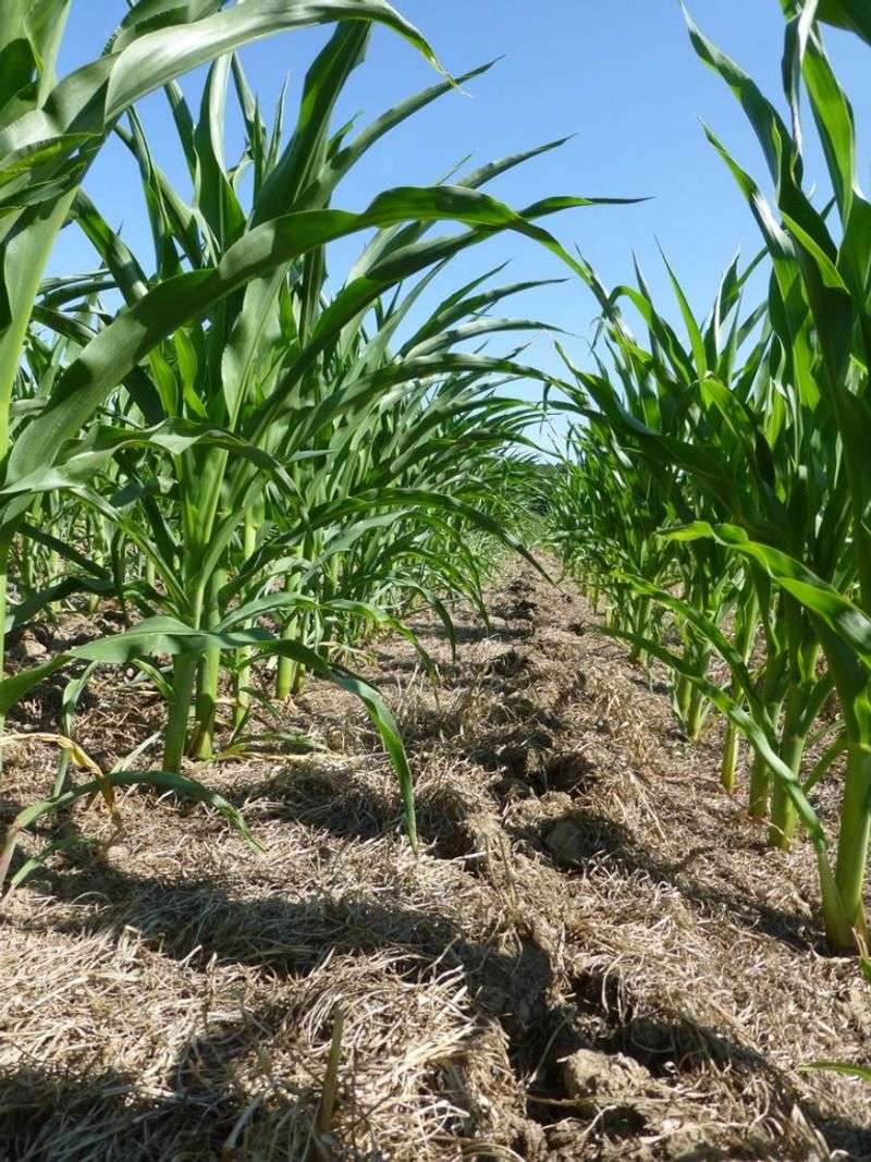 Suppresses Winter Weeds Before Spring