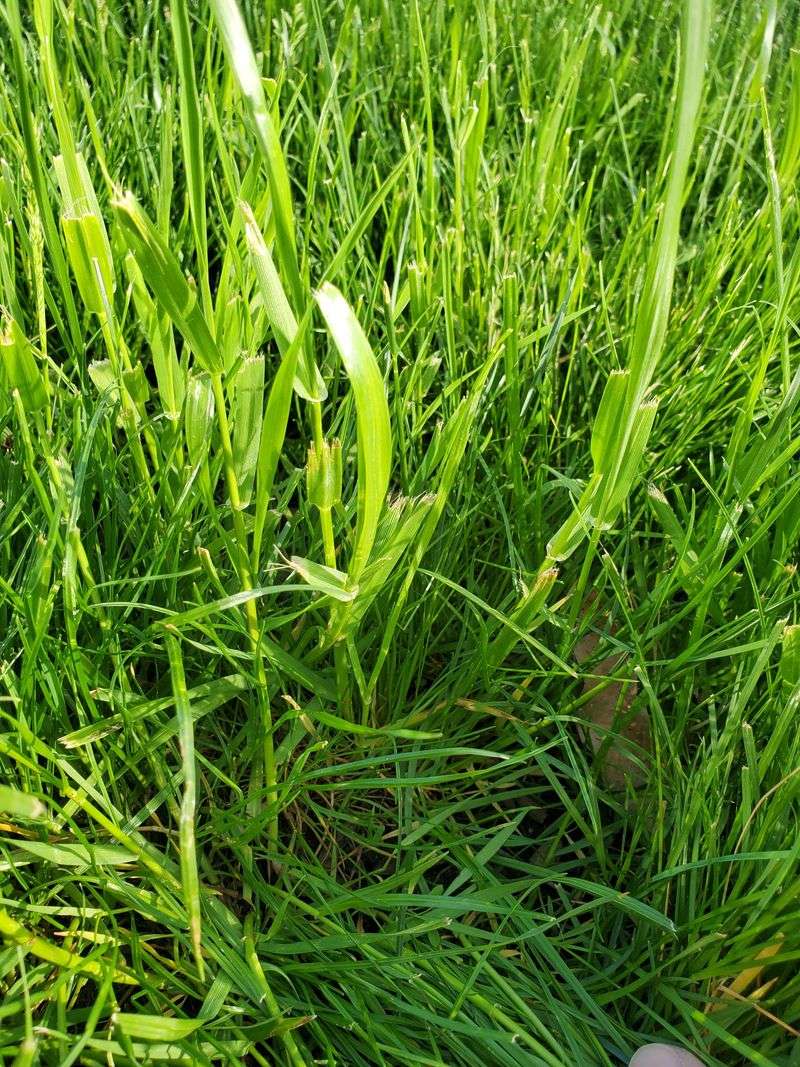 Keeps Weeds From Taking Over Your Lawn