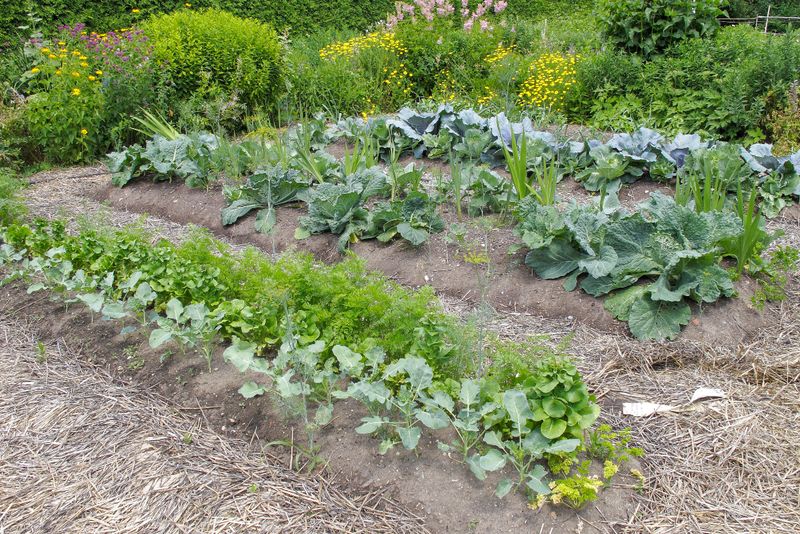 Reduces Weed Growth In Early Spring