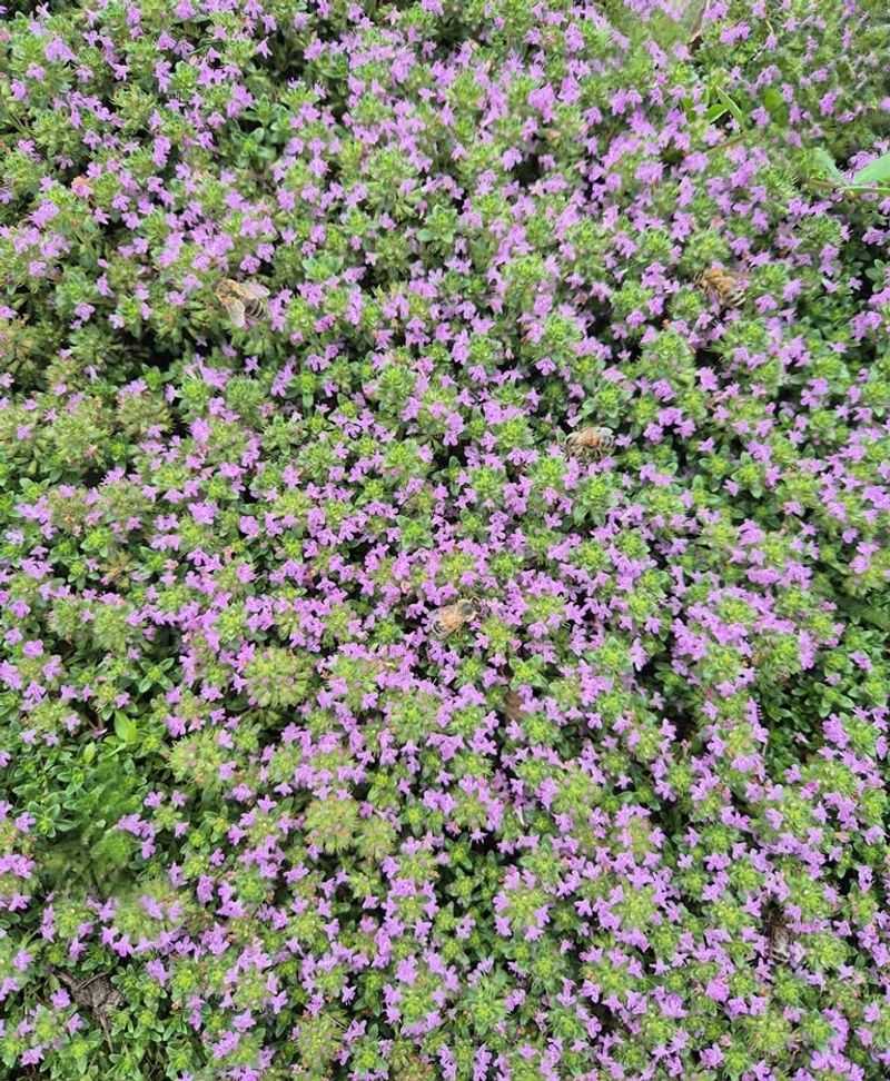 Costs Less Than Traditional Grass Lawns