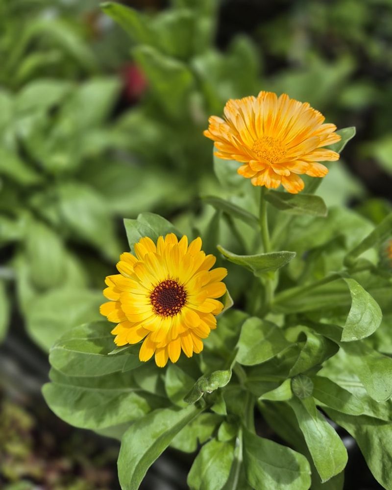 Offers Edible Petals For Culinary Uses