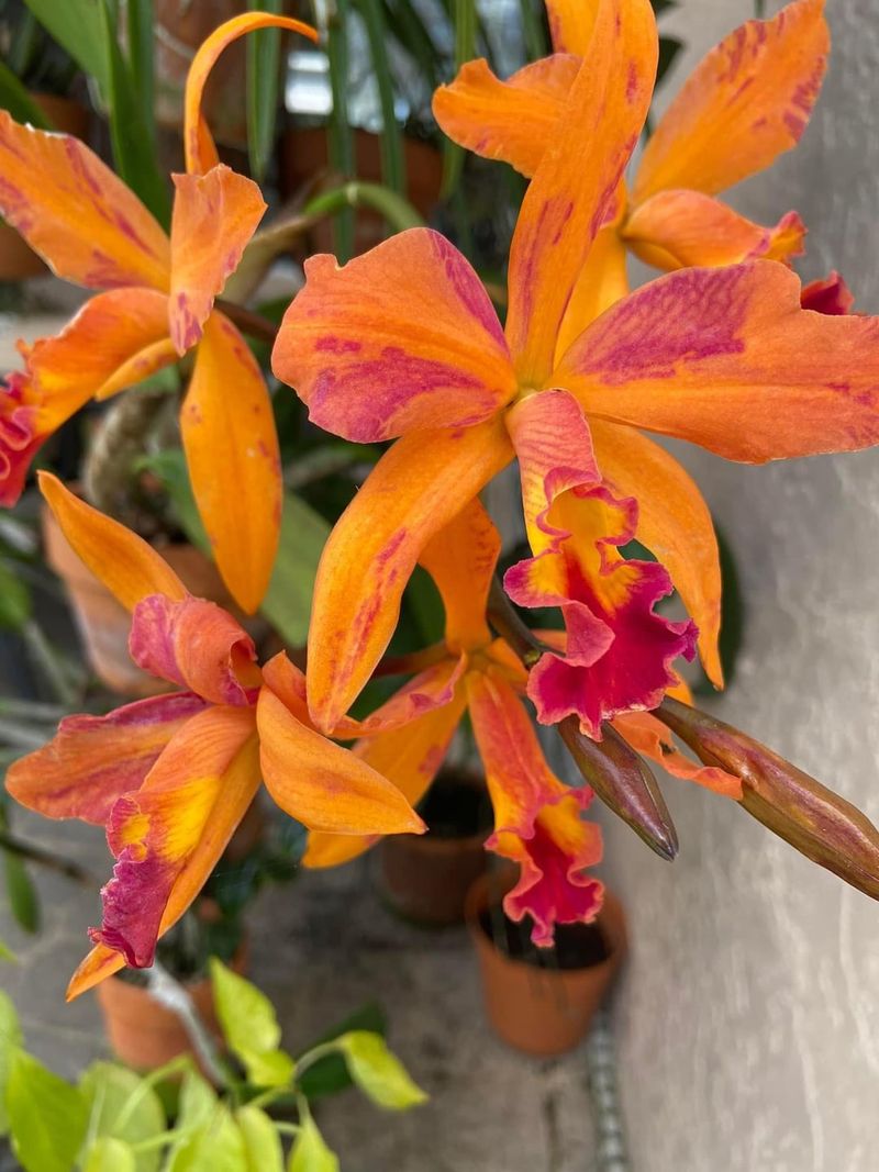 Reduces Risk of Fungal Diseases