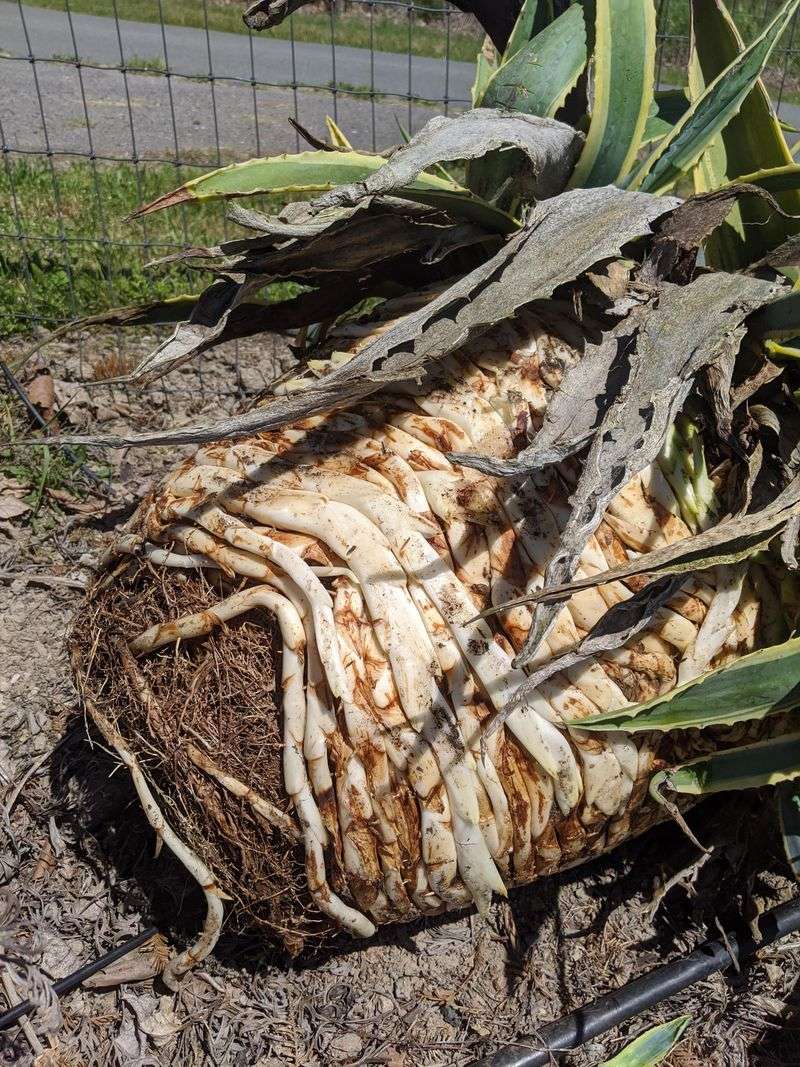 Redirects Energy To Root Development