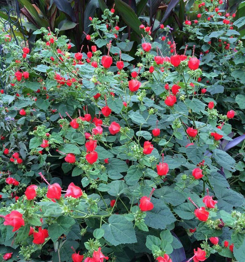 Turk's Cap