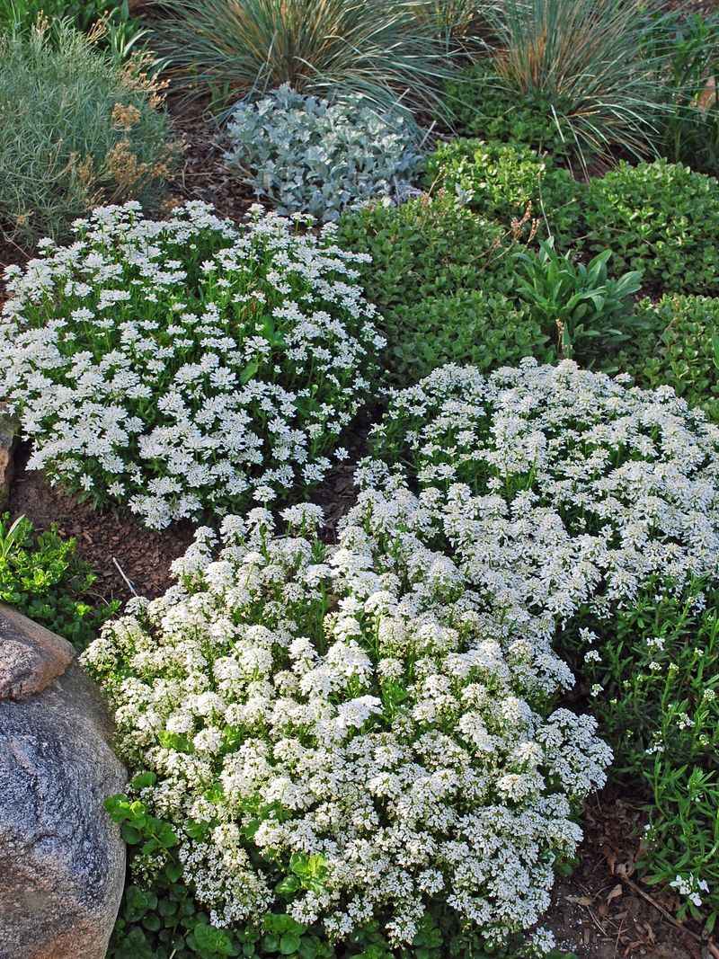 Candytuft (Iberis)