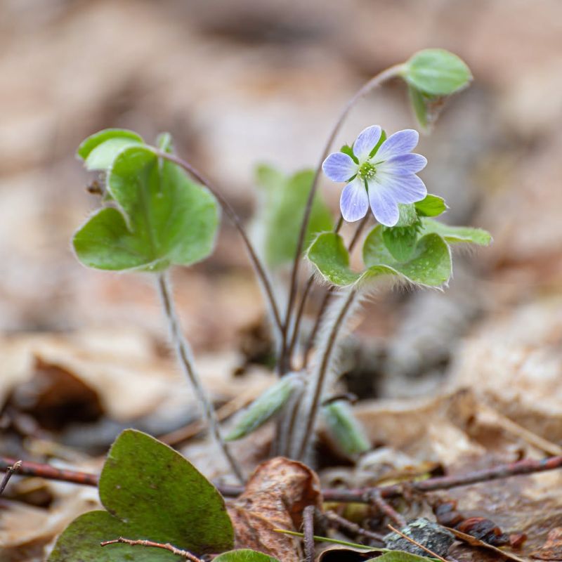 Hepatica