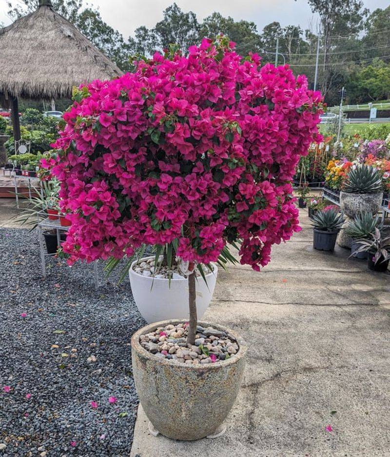 Climate Change Champion