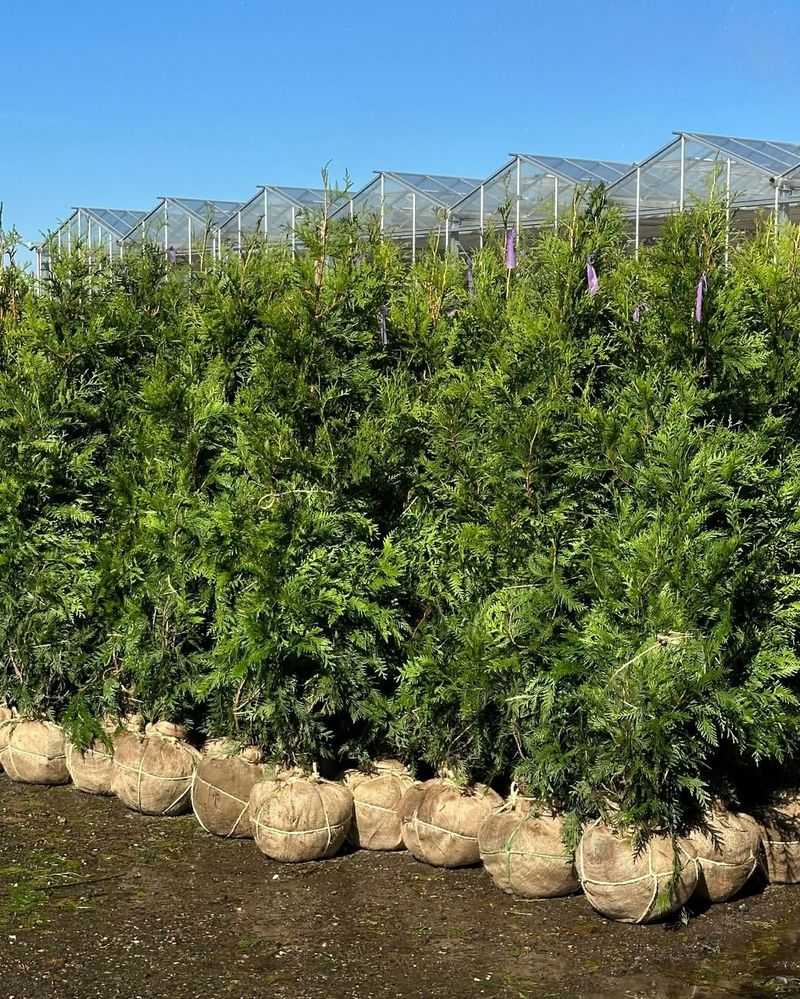 Winter Interest And Wind Protection