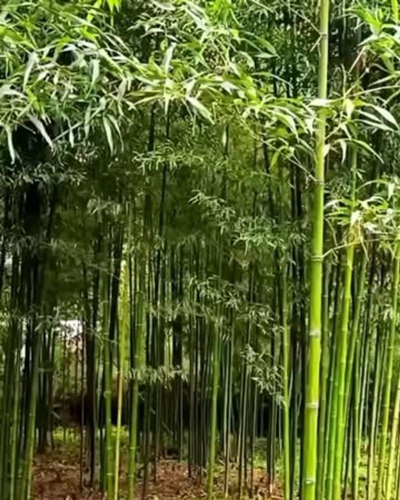 Bamboo