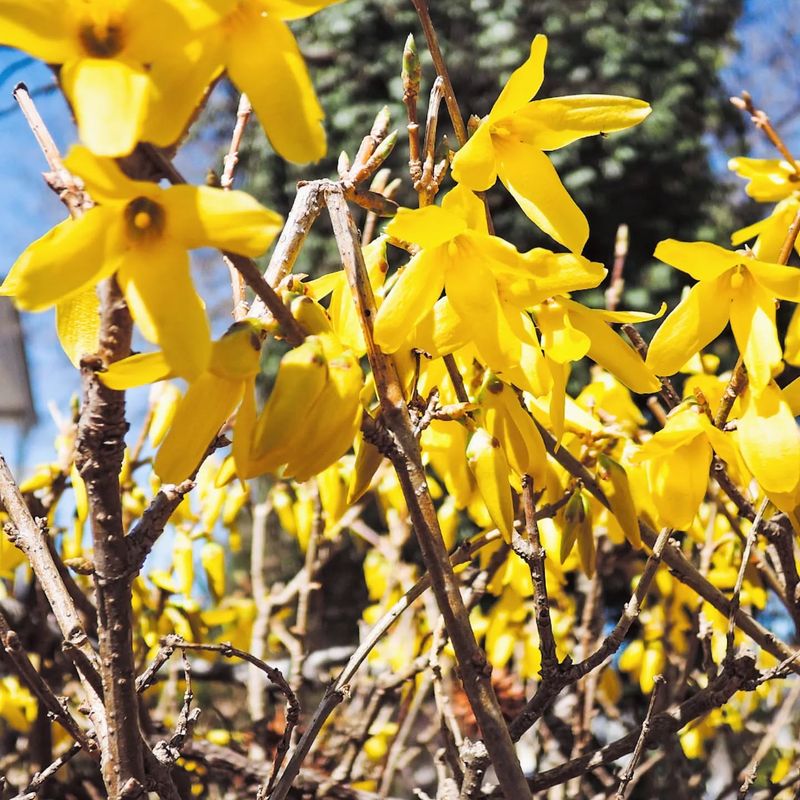 Forsythia