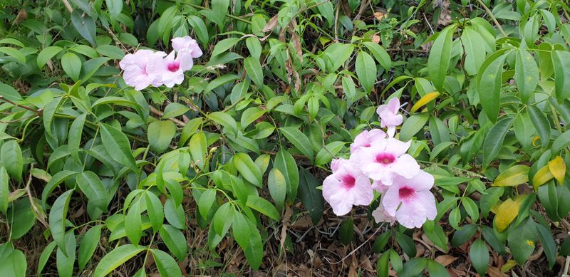 Requires Minimal Water Once Established