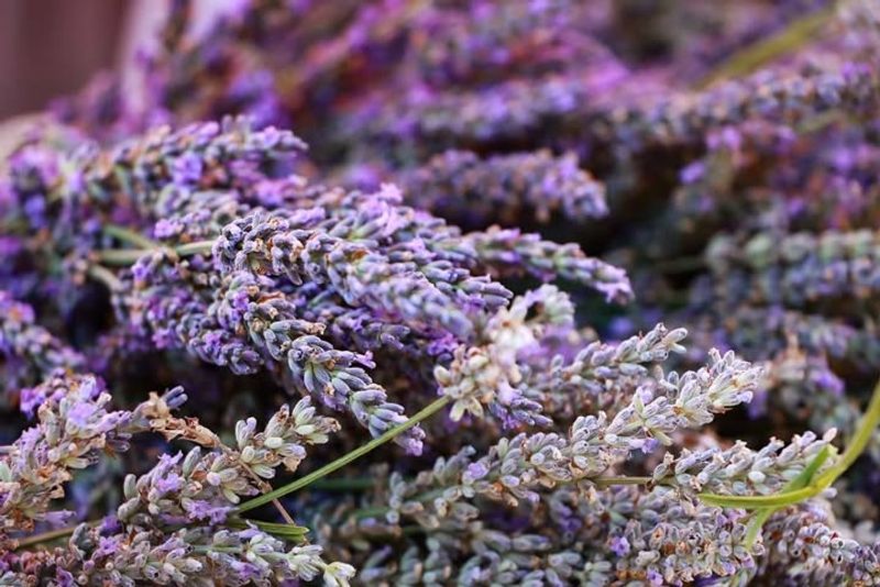 Handles Tennessee's Winter Temperatures