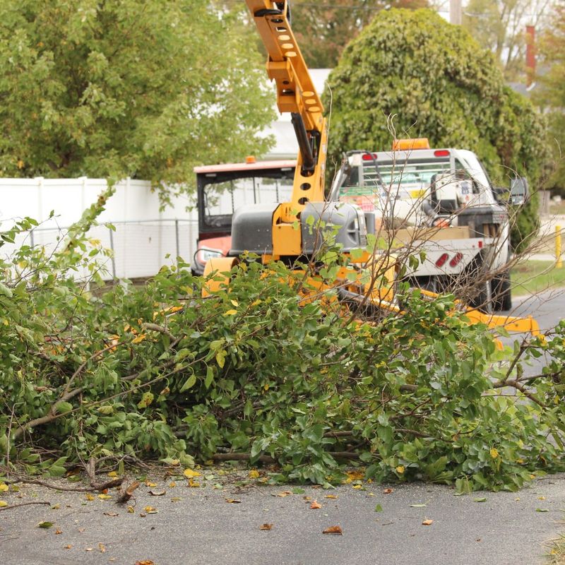 Difficult And Expensive To Remove Once Established