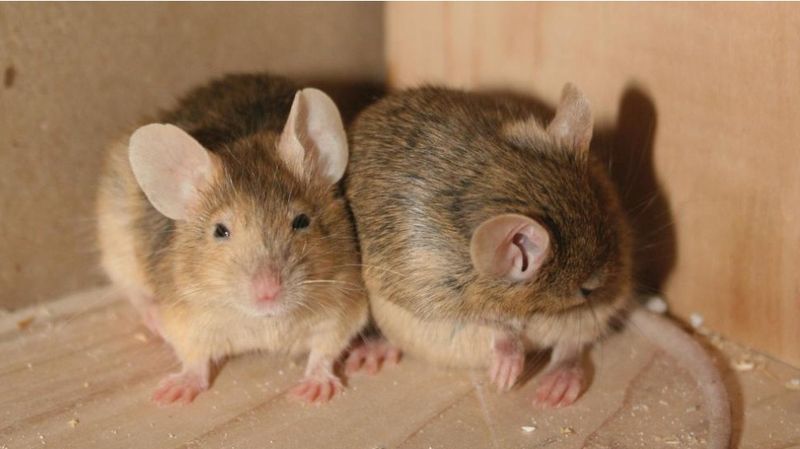 Effective Trapping Methods For Homeowners