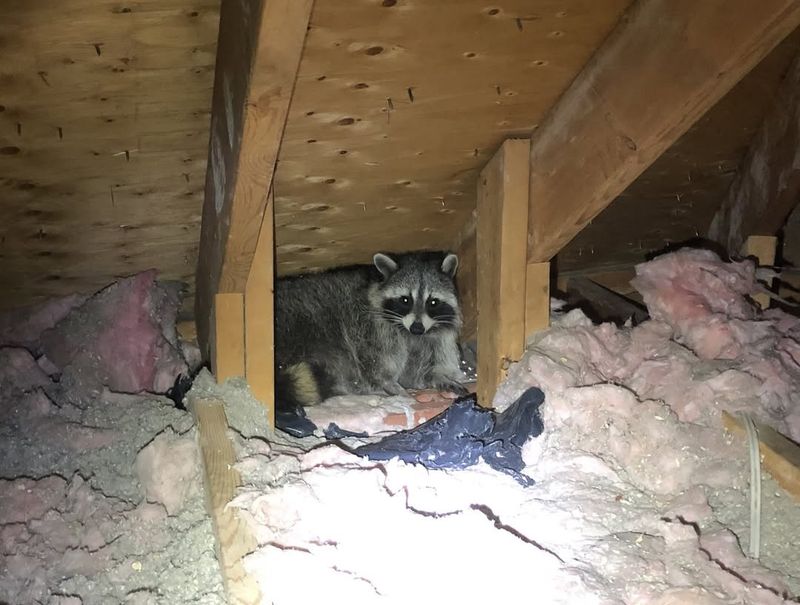 Cleanup After Removal Prevents Health Hazards