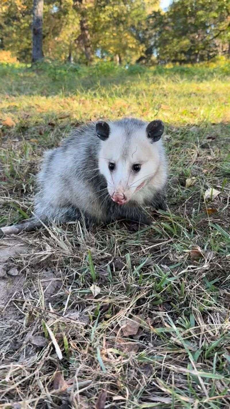 They Actually Benefit Your Property