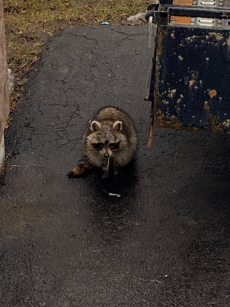 Raccoons Carry Diseases That Threaten Your Family