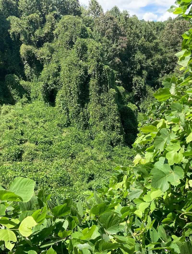 Kudzu Vine