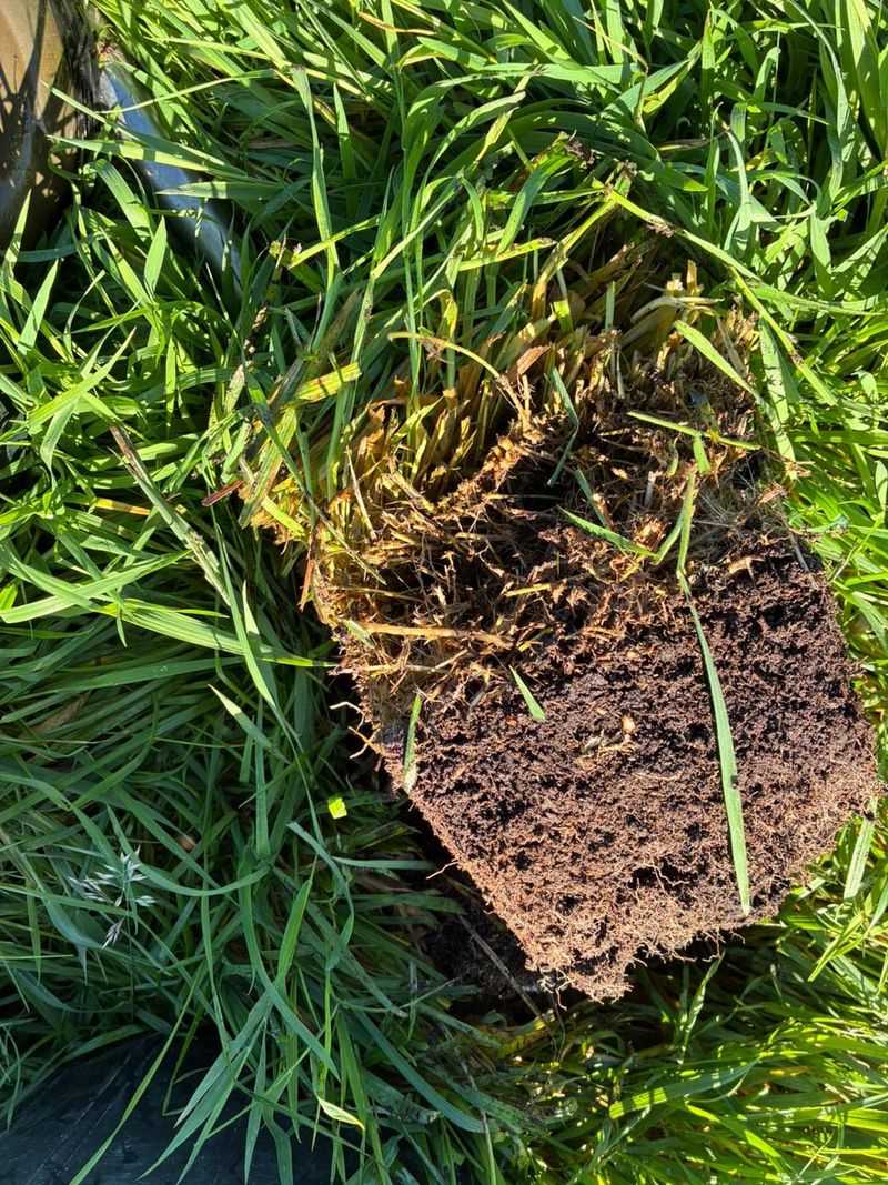 Strengthens Root Development Over Winter