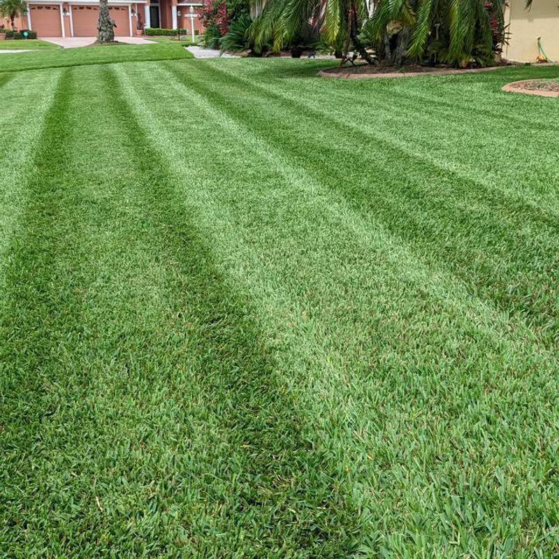 St. Augustine Grass Benefits Most From Winter Feeding