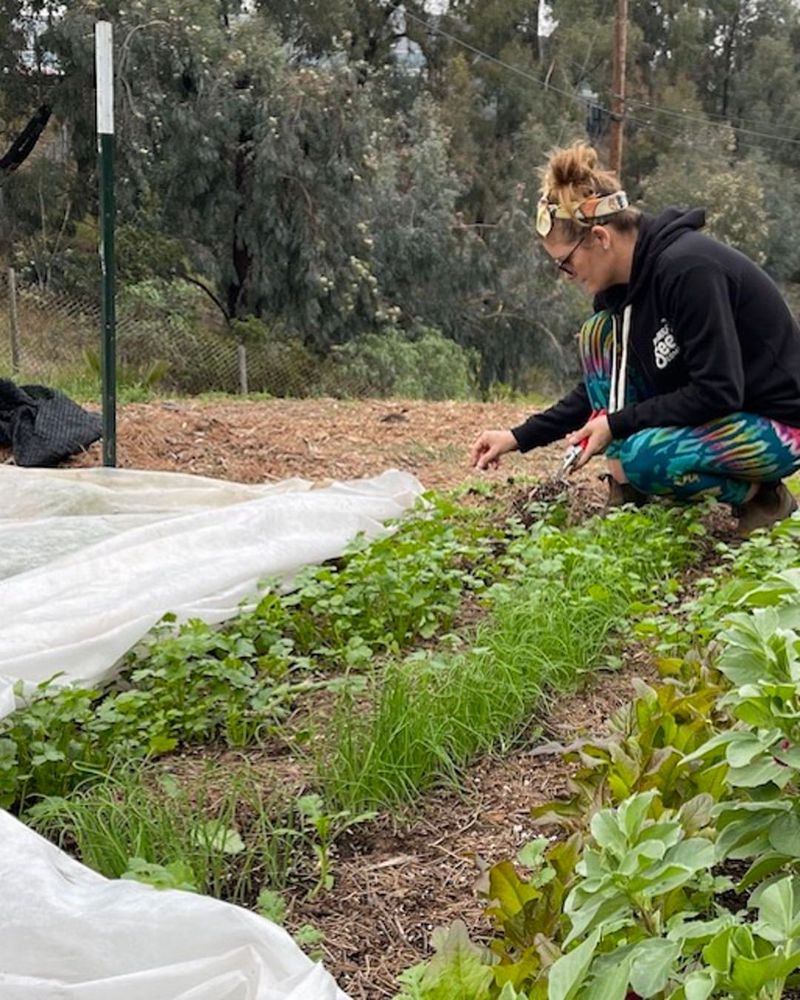 Successive Planting Guarantees Continuous Harvests