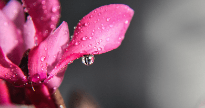 Humidity Levels Stay Balanced With Careful Watering