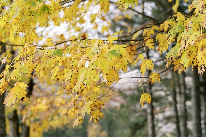 Diseased Or Damaged Trees Change Everything