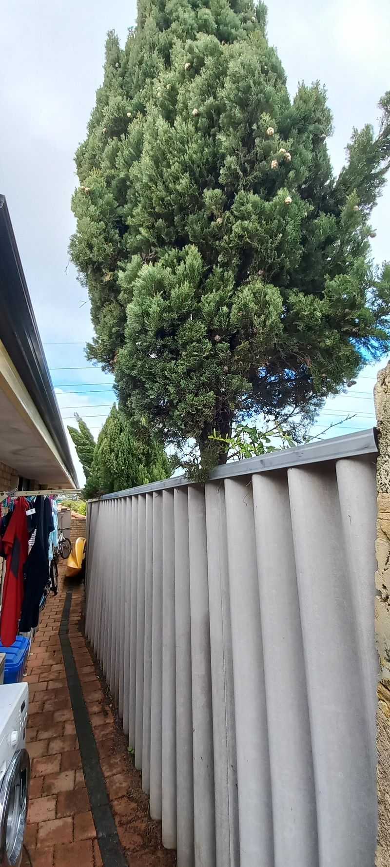 Overhanging Branches Give You Trimming Rights