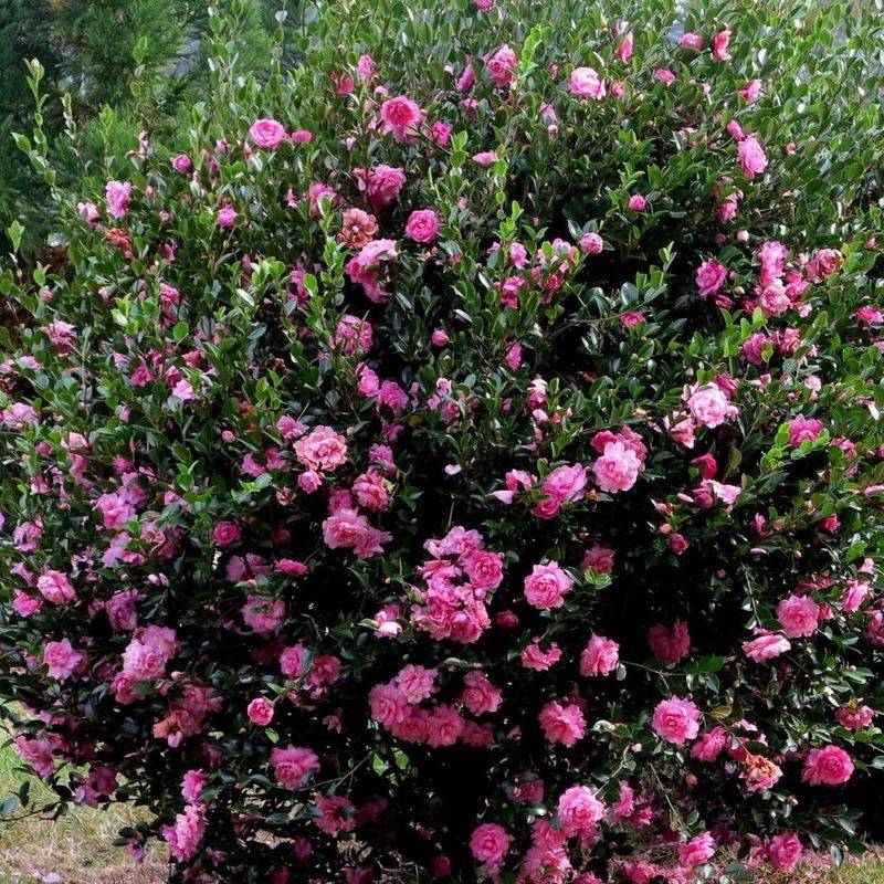 Select Staggered Bloom Times