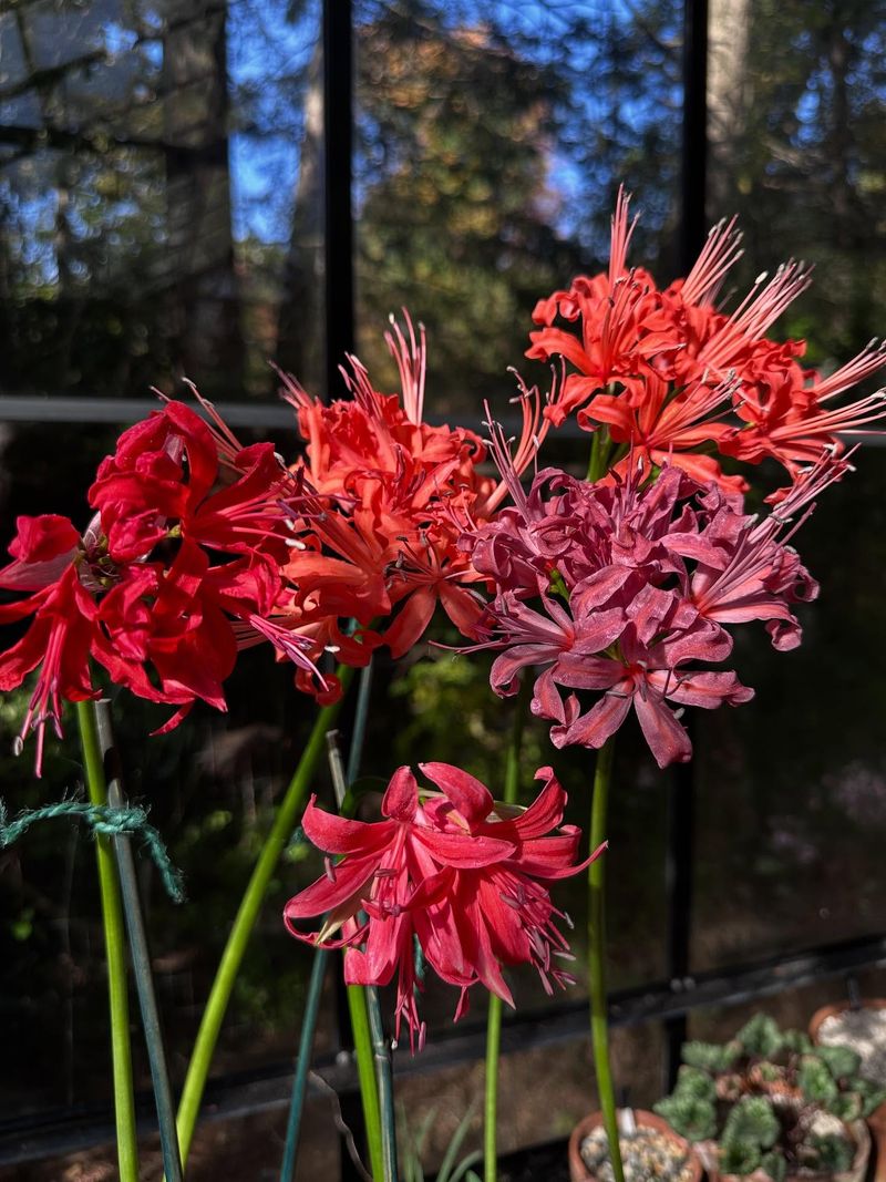 Choose Hardy Varieties For Your Climate