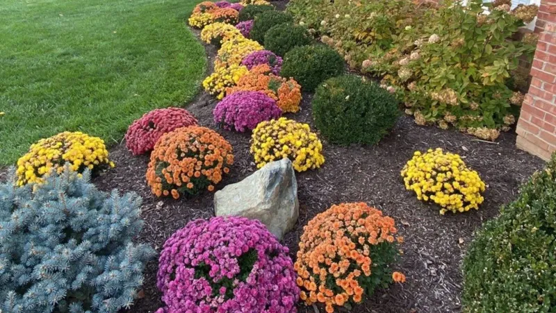 Mulch Around The Base Properly