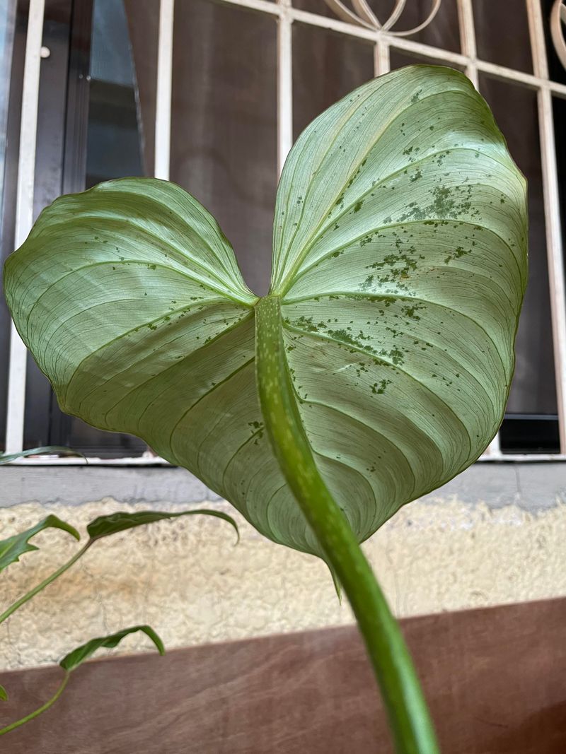 Monitor For Pests And Diseases