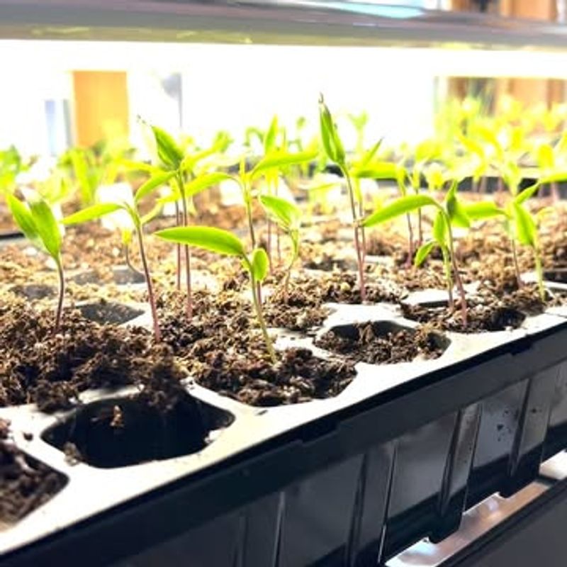 Space Seeds Properly For Airflow