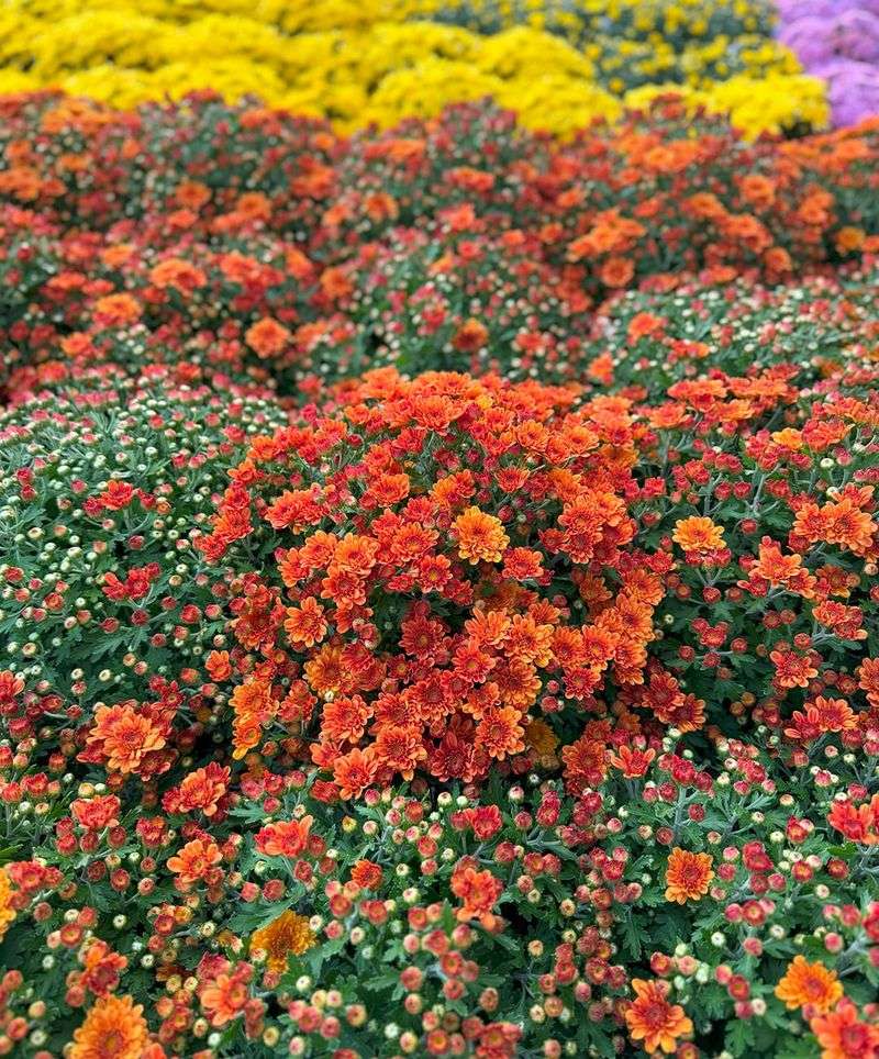 Consider Overwintering Mums For Next Year's Display