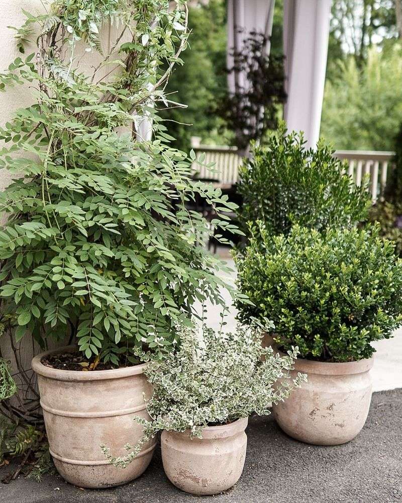 Move Potted Evergreens To Sheltered Spots