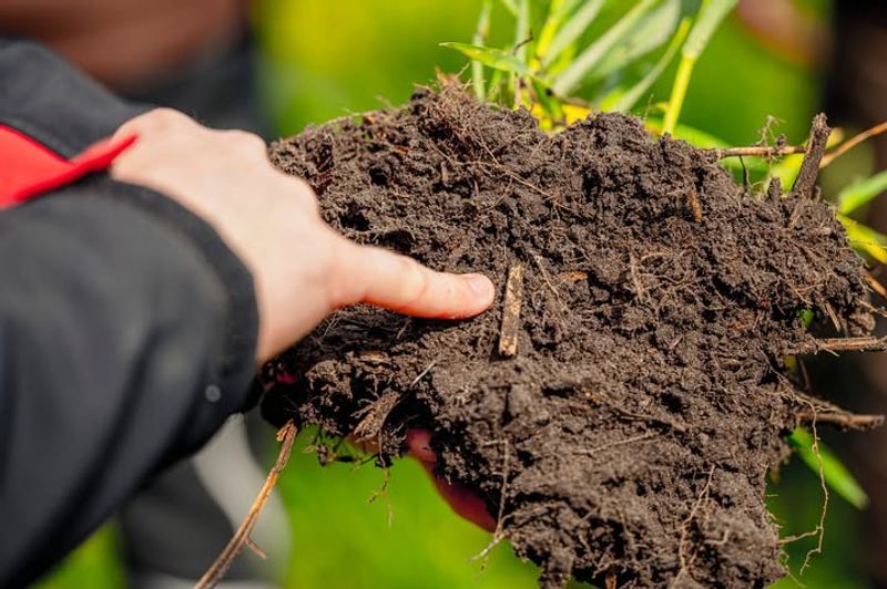 Test And Amend Garden Soil