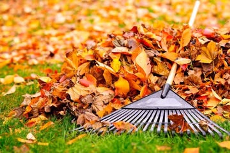 Clean Up Fallen Leaves And Garden Debris