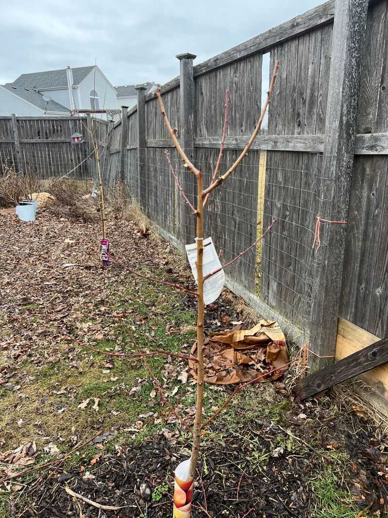 Prune Fruit Trees and Berries