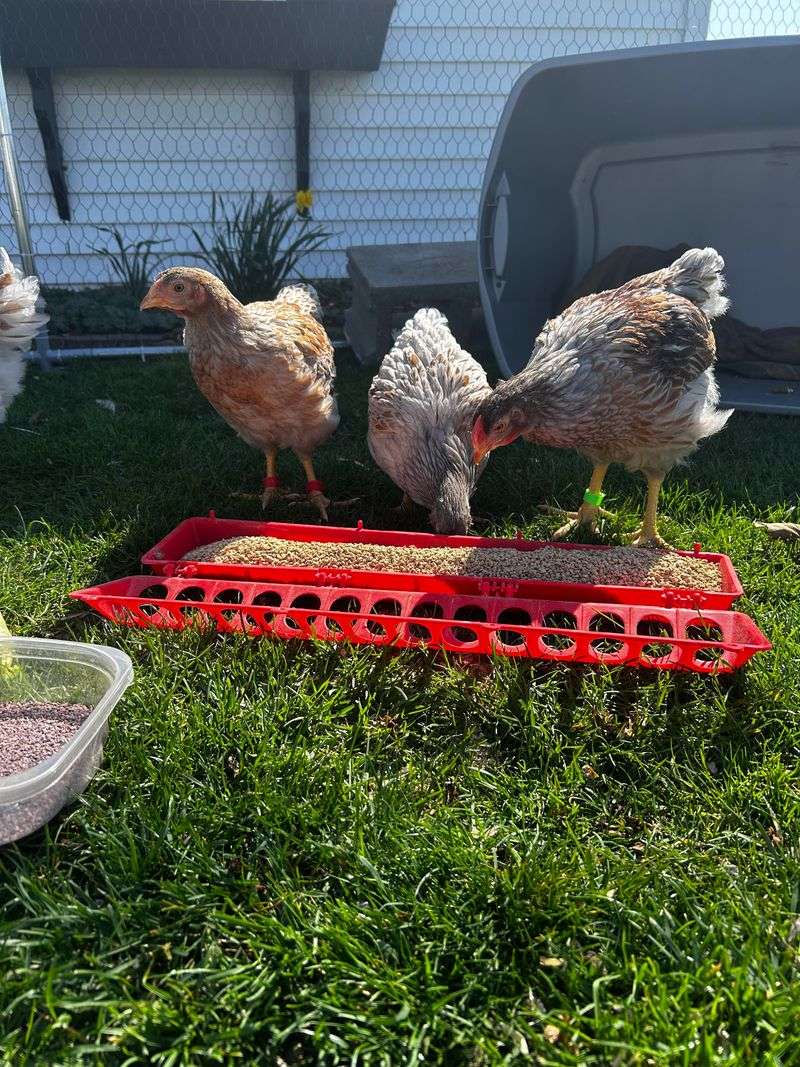 Stock Up on Quality Feed