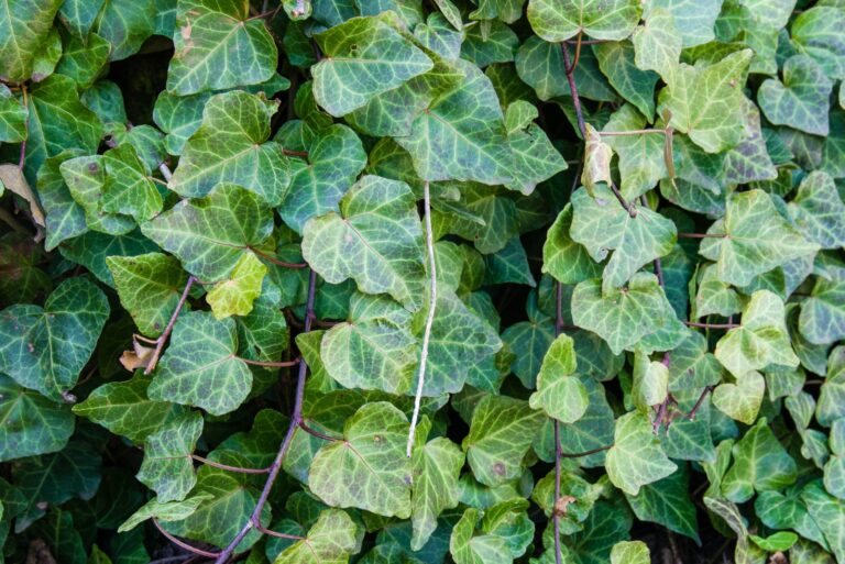 English ivy (featured image)