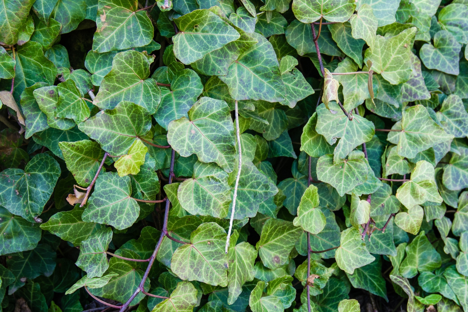 English ivy (featured image)