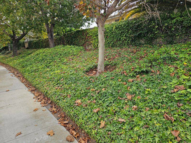 Dense Ground Cover Creates Perfect Tick Habitat
